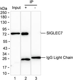 Invitrogen SIGLEC7 Monoclonal Antibody (K94028_7G7), Invitrogen 50 &mu;g;