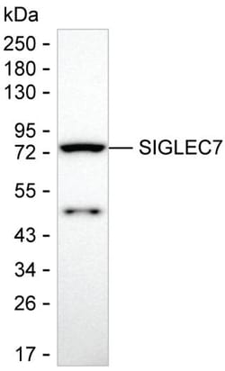 Invitrogen SIGLEC7 Monoclonal Antibody (K94028_7G7), Invitrogen 50 &mu;g;
