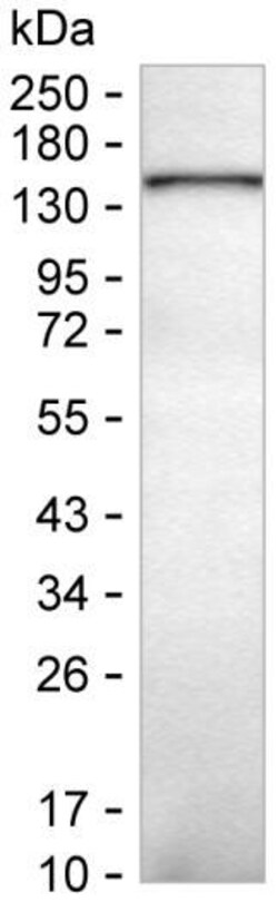 Invitrogen PLCB2 Monoclonal Antibody (K94011_8D9), Invitrogen 50 &mu;L;