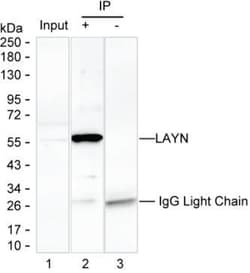 Invitrogen Layilin Monoclonal Antibody (K94011_7A4), Invitrogen:Antibodies:Primary