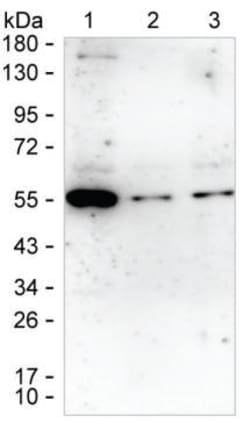 Invitrogen Layilin Monoclonal Antibody (K94011_7A4), Invitrogen:Antibodies:Primary