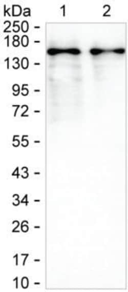 Invitrogen SKIV2L Monoclonal Antibody (K94011_4C6), Invitrogen:Antibodies:Primary