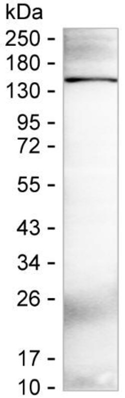 PLCB2 Monoclonal Antibody (K94011_16H7), Invitrogen&trade;