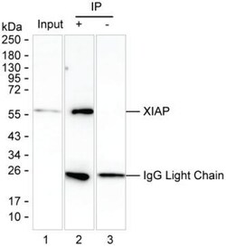 Invitrogen XIAP Monoclonal Antibody (K94008_1F3), Invitrogen 200 &mu;L | Buy Online | Invitrogen&trade; | Fisher Scientific