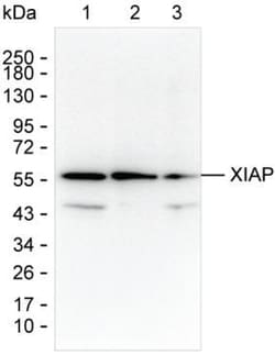 XIAP Monoclonal Antibody (K94008_1F3), Invitrogen&trade;