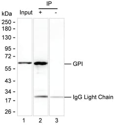 Invitrogen GPI Monoclonal Antibody (K94005_19C2), Invitrogen 50 &mu;L;