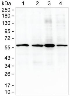 Invitrogen GPI Monoclonal Antibody (K94005_19C2), Invitrogen 50 &mu;L;