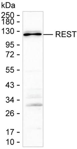 Invitrogen REST Monoclonal Antibody (K92059_15A3), Invitrogen 200 &mu;L;