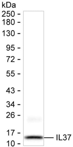 Invitrogen IL-37 Monoclonal Antibody (K92047_1H12), Invitrogen:Antibodies:Primary