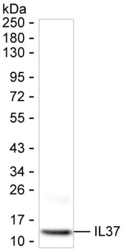 Invitrogen IL-37 Monoclonal Antibody (K92047_1A9), Invitrogen 200 &mu;L;
