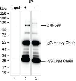 Invitrogen ZNF598 Monoclonal Antibody (K92040_5C9), Invitrogen:Antibodies:Primary
