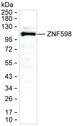 Invitrogen ZNF598 Monoclonal Antibody (K92040_5C9), Invitrogen:Antibodies:Primary