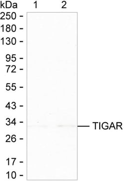 Invitrogen TIGAR Monoclonal Antibody (K92034_1F2), Invitrogen:Antibodies:Primary