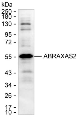 Invitrogen FAM175B Monoclonal Antibody (K92017_8C9), Invitrogen 200 &mu;L;