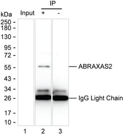 Invitrogen FAM175B Monoclonal Antibody (K92017_12H1), Invitrogen 200 &mu;L;