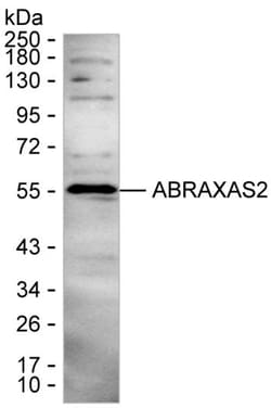 Invitrogen FAM175B Monoclonal Antibody (K92017_12H1), Invitrogen 200 &mu;L;