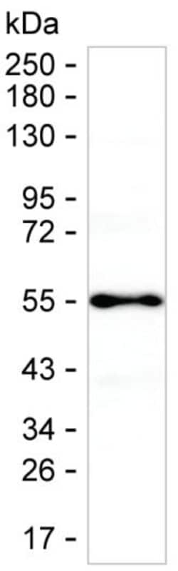 Invitrogen NUCB2 Monoclonal Antibody (K70044_17A10), Invitrogen 200 &mu;L | Buy Online | Invitrogen&trade; | Fisher Scientific
