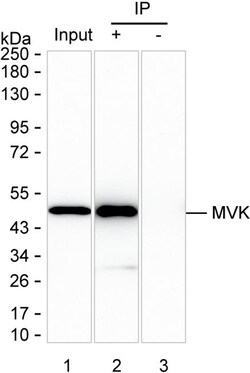 Invitrogen MVK Monoclonal Antibody (K70044_14G7), Invitrogen 50 &mu;L;