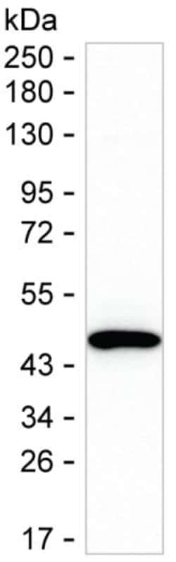 Invitrogen MVK Monoclonal Antibody (K70044_14G7), Invitrogen 50 &mu;L;