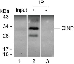 Invitrogen CINP Monoclonal Antibody (K70038_12G9), Invitrogen 200 &mu;L | Buy Online | Invitrogen&trade; | Fisher Scientific