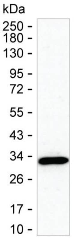 Invitrogen CINP Monoclonal Antibody (K70038_12G9), Invitrogen 200 &mu;L | Buy Online | Invitrogen&trade; | Fisher Scientific