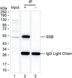Invitrogen SSB Monoclonal Antibody (K70030_20C1), Invitrogen:Antibodies:Primary
