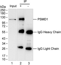Invitrogen PSMD1 Monoclonal Antibody (K70027_1F5), Invitrogen 50 &mu;g;