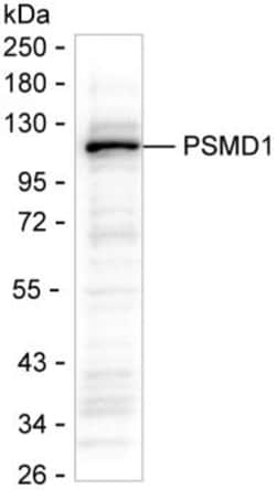 Invitrogen PSMD1 Monoclonal Antibody (K70027_1F5), Invitrogen 50 &mu;g;
