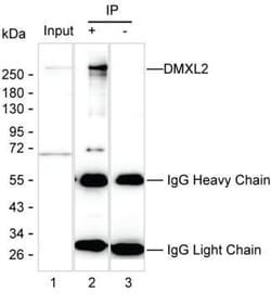 Invitrogen DMXL2 Monoclonal Antibody (K70019_7G11), Invitrogen 200 &mu;L | Buy Online | Invitrogen&trade; | Fisher Scientific