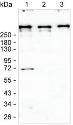 DMXL2 Monoclonal Antibody (K70019_7G11), Invitrogen&trade;