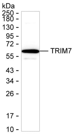 Invitrogen RNF90 Monoclonal Antibody (K56013_18G5), Invitrogen:Antibodies:Primary