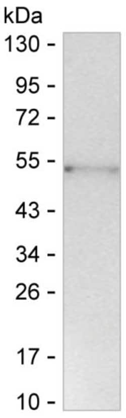 Invitrogen CCL1 Monoclonal Antibody (K56011_8A7), Invitrogen 200 &mu;L;