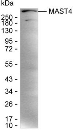 Invitrogen MAST4 Monoclonal Antibody (K56010_15H12), Invitrogen:Antibodies:Primary