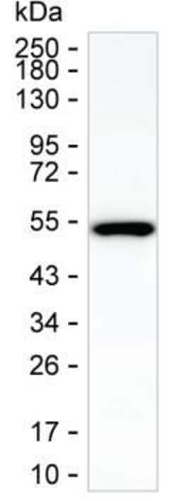 Invitrogen SHMT1 Monoclonal Antibody (K56009_4G3), Invitrogen 200 &mu;g;