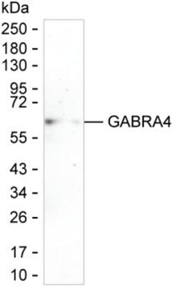 Invitrogen GABRA4 Monoclonal Antibody (K56008_4C7), Invitrogen:Antibodies:Primary