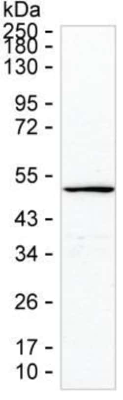 Invitrogen Cytokeratin 23 Monoclonal Antibody (K56004_3E9), Invitrogen:Antibodies:Primary