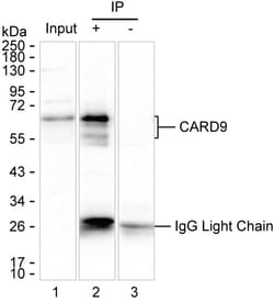 Invitrogen CARD9 Monoclonal Antibody (K56003_2F5), Invitrogen 200 &mu;L | Buy Online | Invitrogen&trade; | Fisher Scientific
