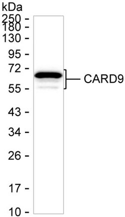 CARD9 Monoclonal Antibody (K56003_2F5), Invitrogen&trade;