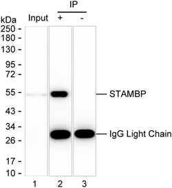 Invitrogen STAMBP Monoclonal Antibody (K56003_18H5), Invitrogen 200 &mu;L;