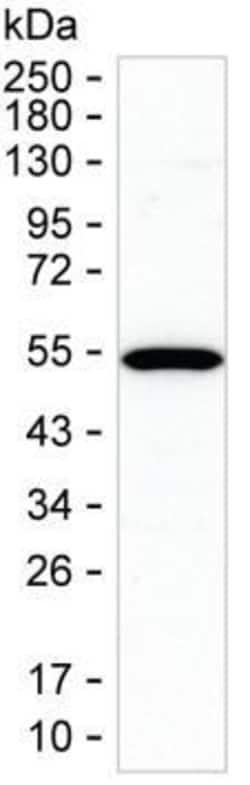 Invitrogen STAMBP Monoclonal Antibody (K56003_18H5), Invitrogen 200 &mu;L;