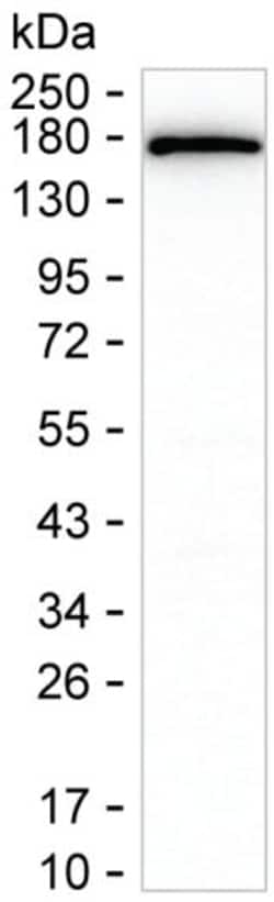 COLEC12 Monoclonal Antibody (K52057_2H12), Invitrogen&trade;
