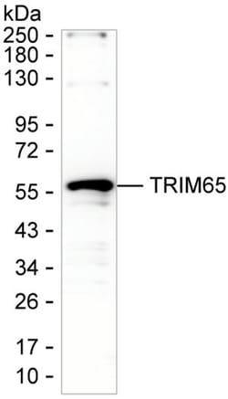 TRIM65 Monoclonal Antibody (K52045_2F4), Invitrogen&trade;