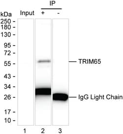 Invitrogen TRIM65 Monoclonal Antibody (K52045_14A2), Invitrogen 200 &mu;g;