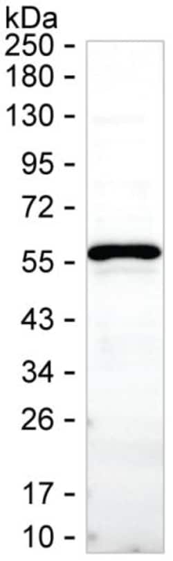 Invitrogen FKBP5 Monoclonal Antibody (K52044_11G4), Invitrogen 200 &mu;L;