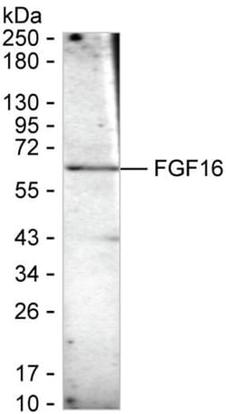 Invitrogen FGF16 Monoclonal Antibody (K52035_6E10), Invitrogen:Antibodies:Primary