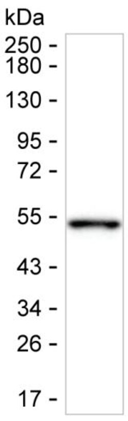 Invitrogen TXNDC5 Monoclonal Antibody (K52034_11G7), Invitrogen 200 &mu;L;