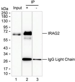 Invitrogen Lrmp Monoclonal Antibody (K52026_19B2), Invitrogen 50 &mu;L;