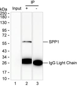 Invitrogen Osteopontin Monoclonal Antibody (K52025_9H8), Invitrogen 50