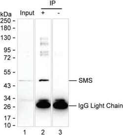 Invitrogen SMS Monoclonal Antibody (K52015_5E8), Invitrogen 50 &mu;L; Unconjugated:Antibodies,