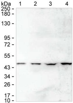 Invitrogen SMS Monoclonal Antibody (K52015_5E8), Invitrogen 50 &mu;L; Unconjugated:Antibodies,